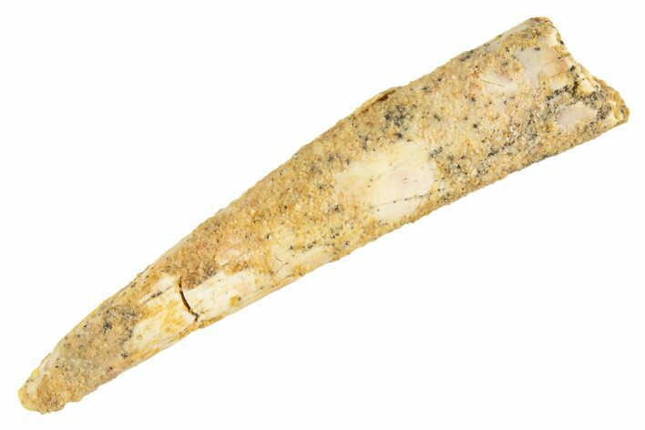 Fossil Pterosaur (Siroccopteryx) Tooth - Morocco #329033